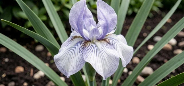 Tout savoir sur l’iris marcheur : conseils et astuces pour l’entretenir au jardin Tout savoir sur l’iris marcheur : conseils et astuces pour l’entretenir au jardin