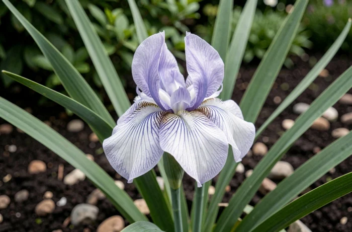 Fleur d'iris marcheur en pleine floraison avec pétales blancs et violet-bleu dans un jardin verdoyant